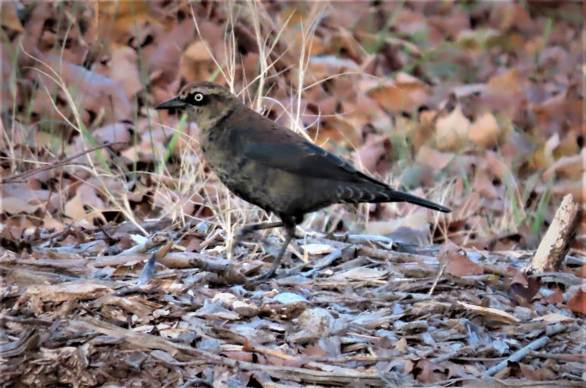 Rusty Blackbird - ML508809901