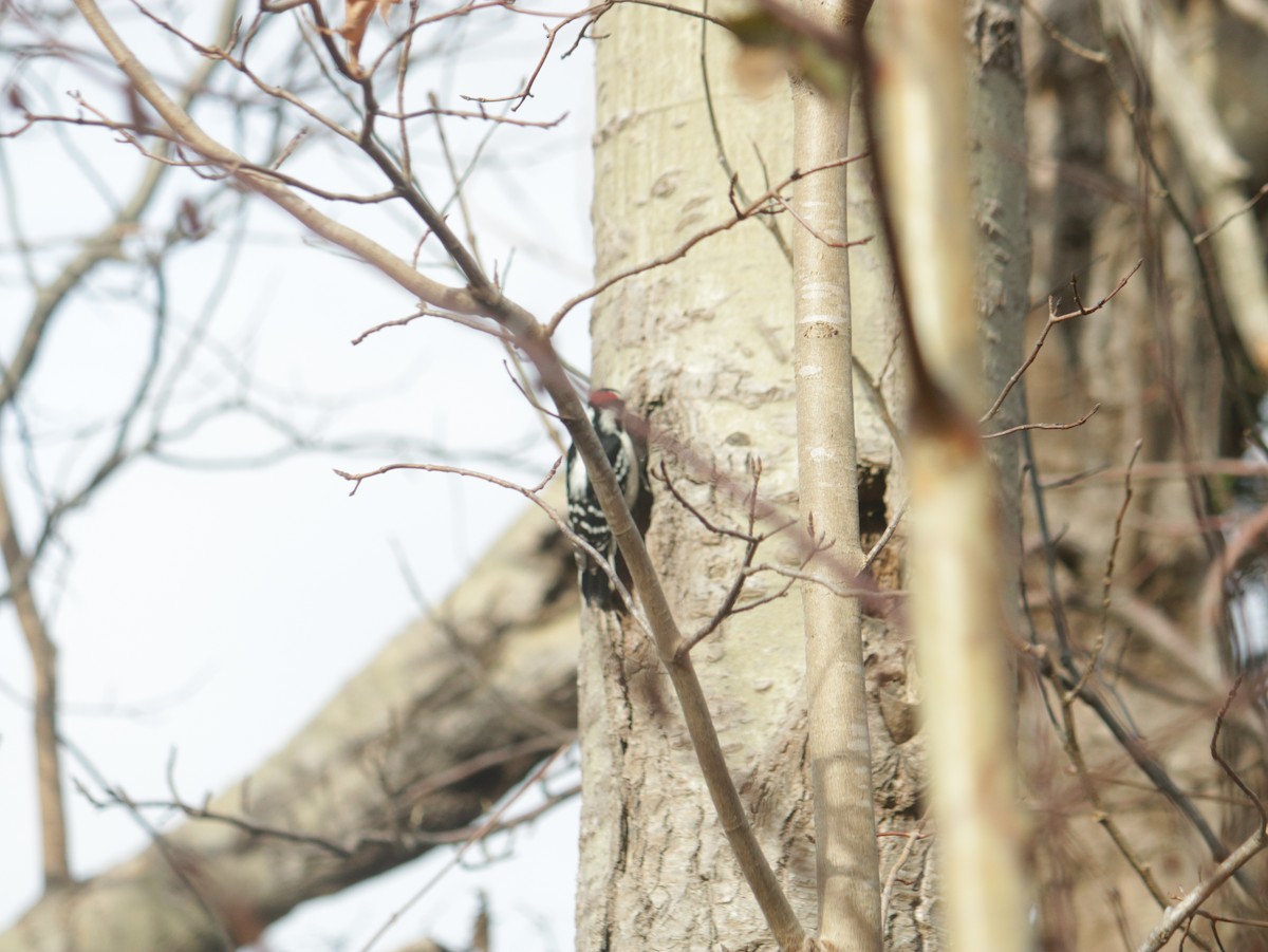 Downy Woodpecker - John Loch