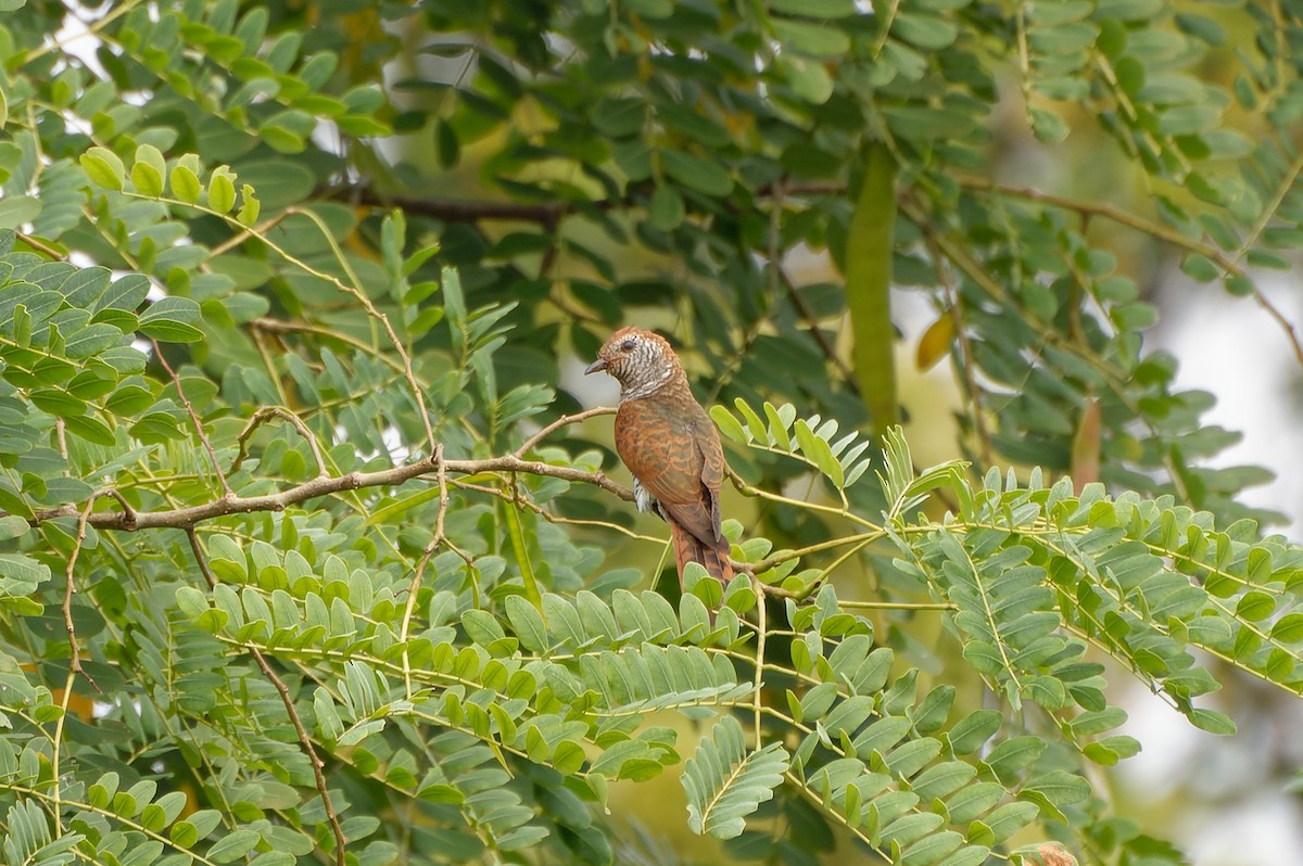 Violet Cuckoo - ML508811671