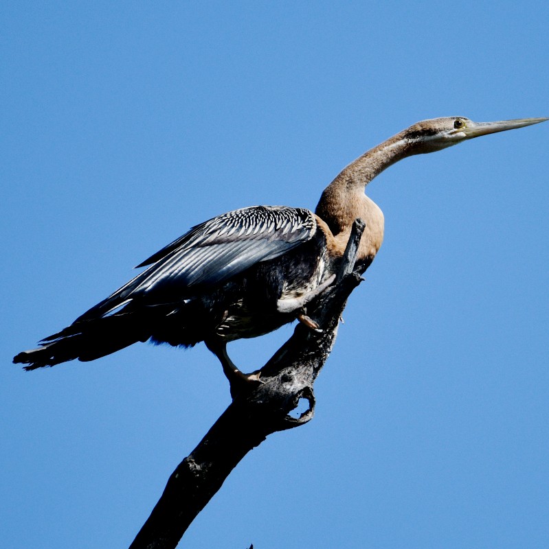 African Darter - ML508811721