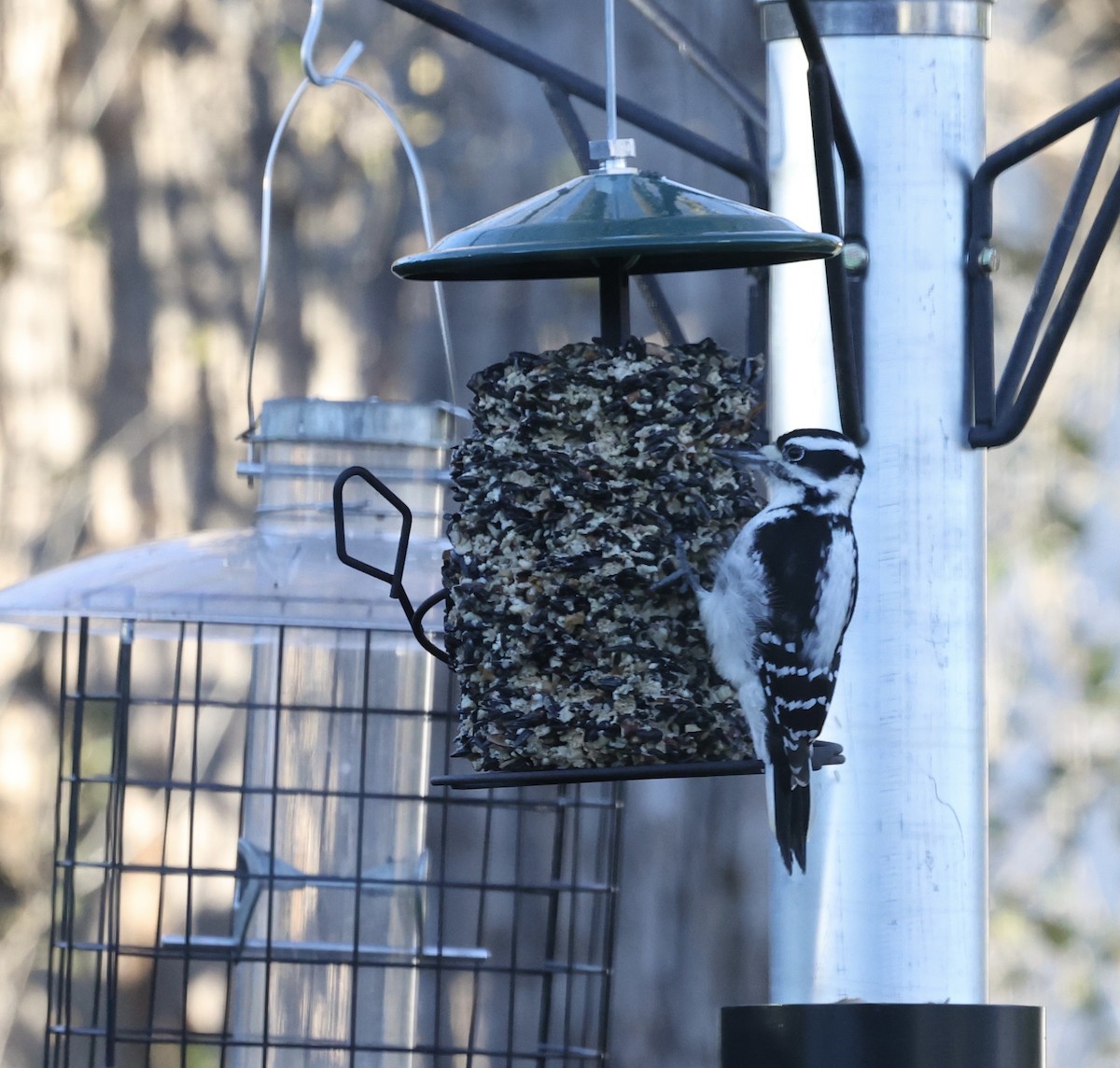 Hairy Woodpecker - ML508812471