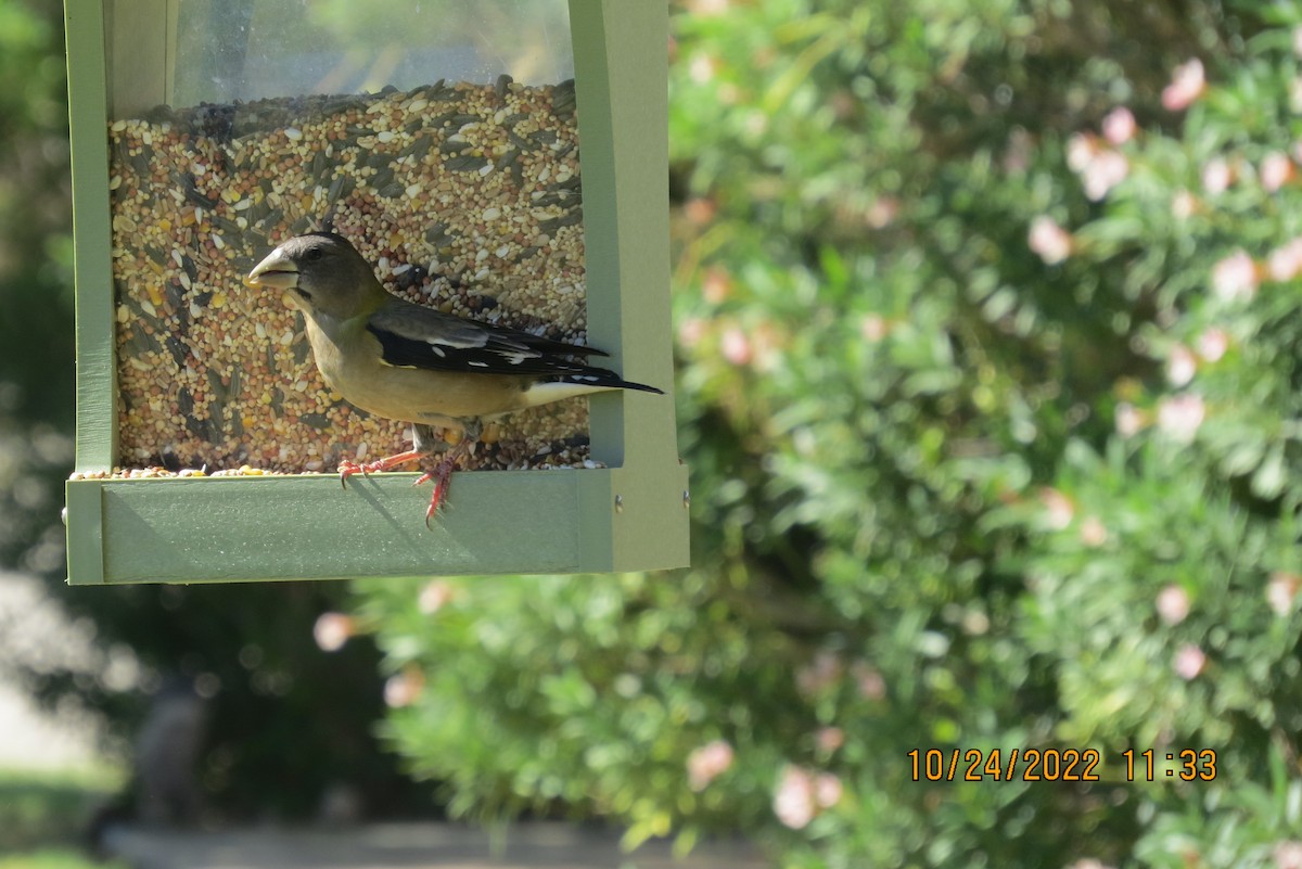 Evening Grosbeak - ML508813311