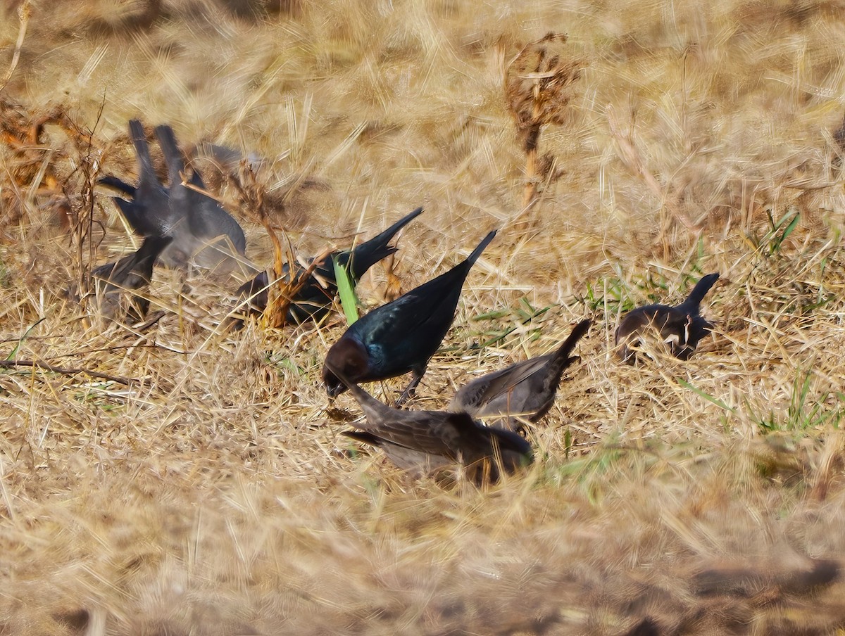 コウウチョウ - ML508813341