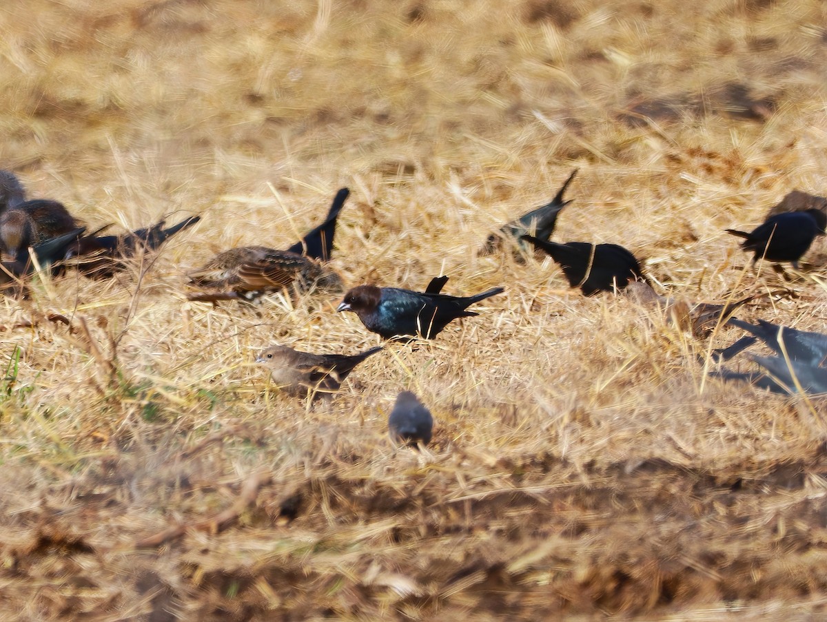 コウウチョウ - ML508813351