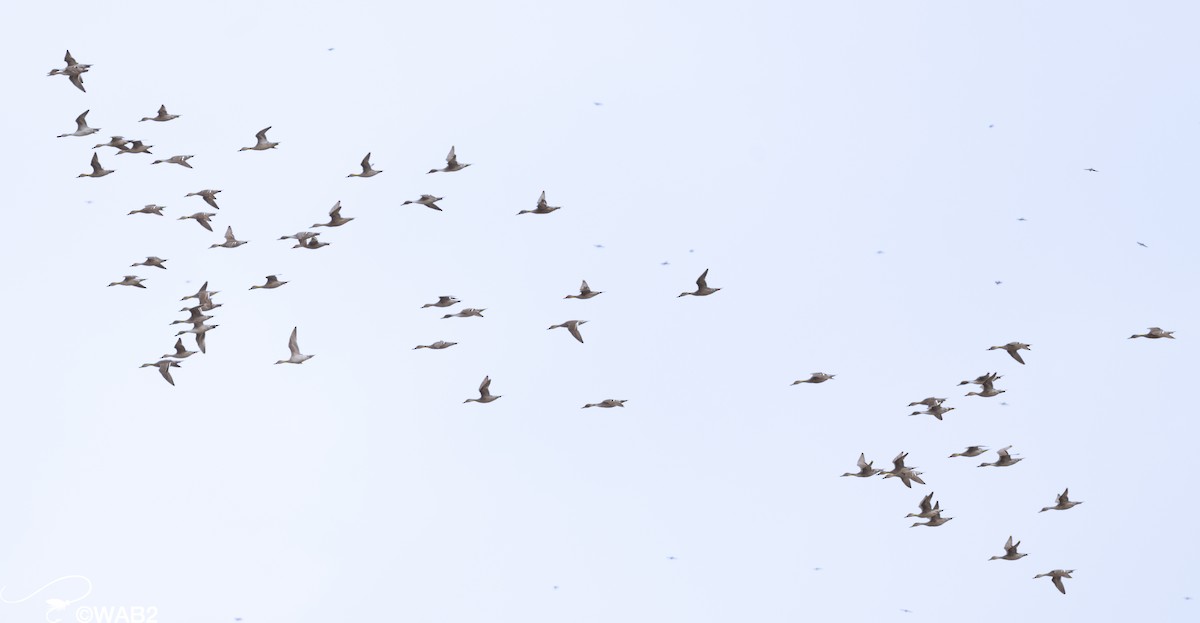 Northern Pintail - ML508813381