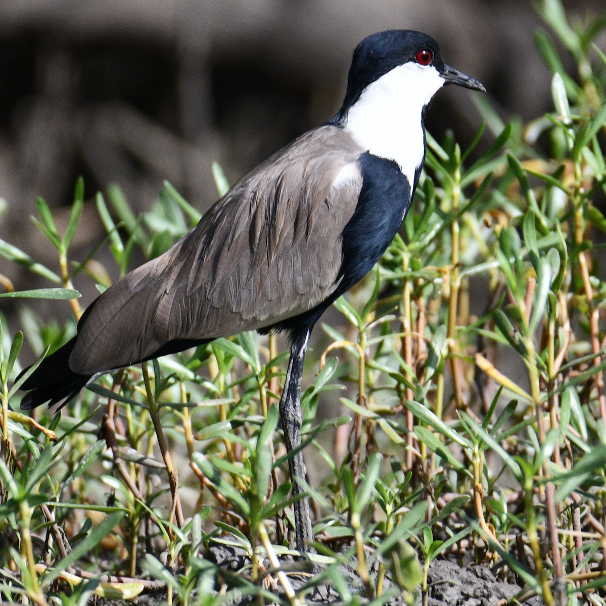 Spur-winged Lapwing - ML508813391