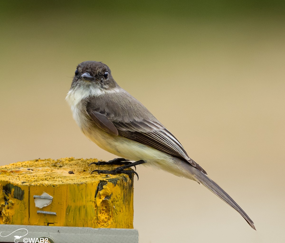 Eastern Phoebe - ML508813461