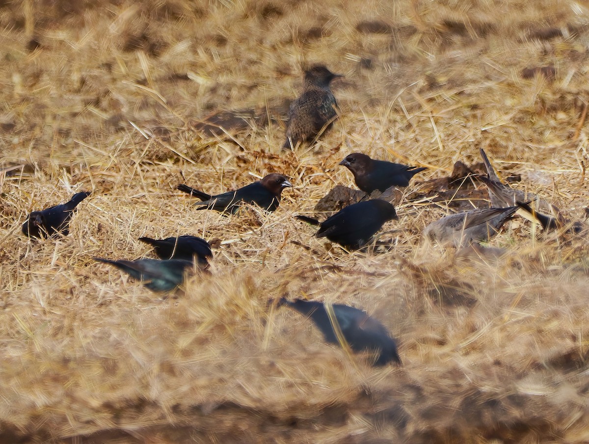 コウウチョウ - ML508813471