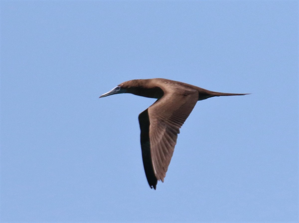 Brown Booby - ML508813901