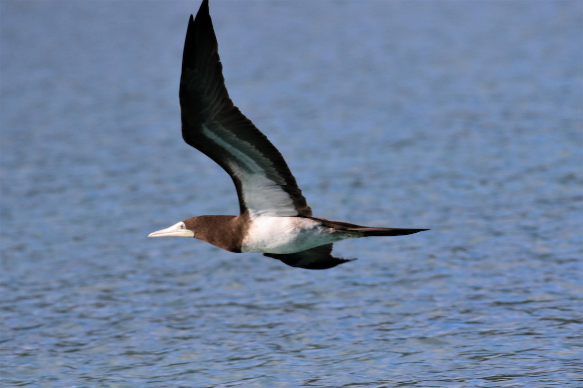 Brown Booby - ML508813911