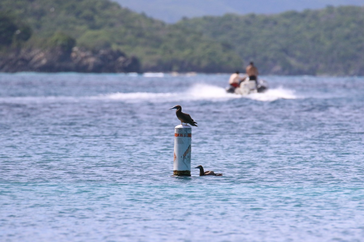 Brown Booby - ML508813931