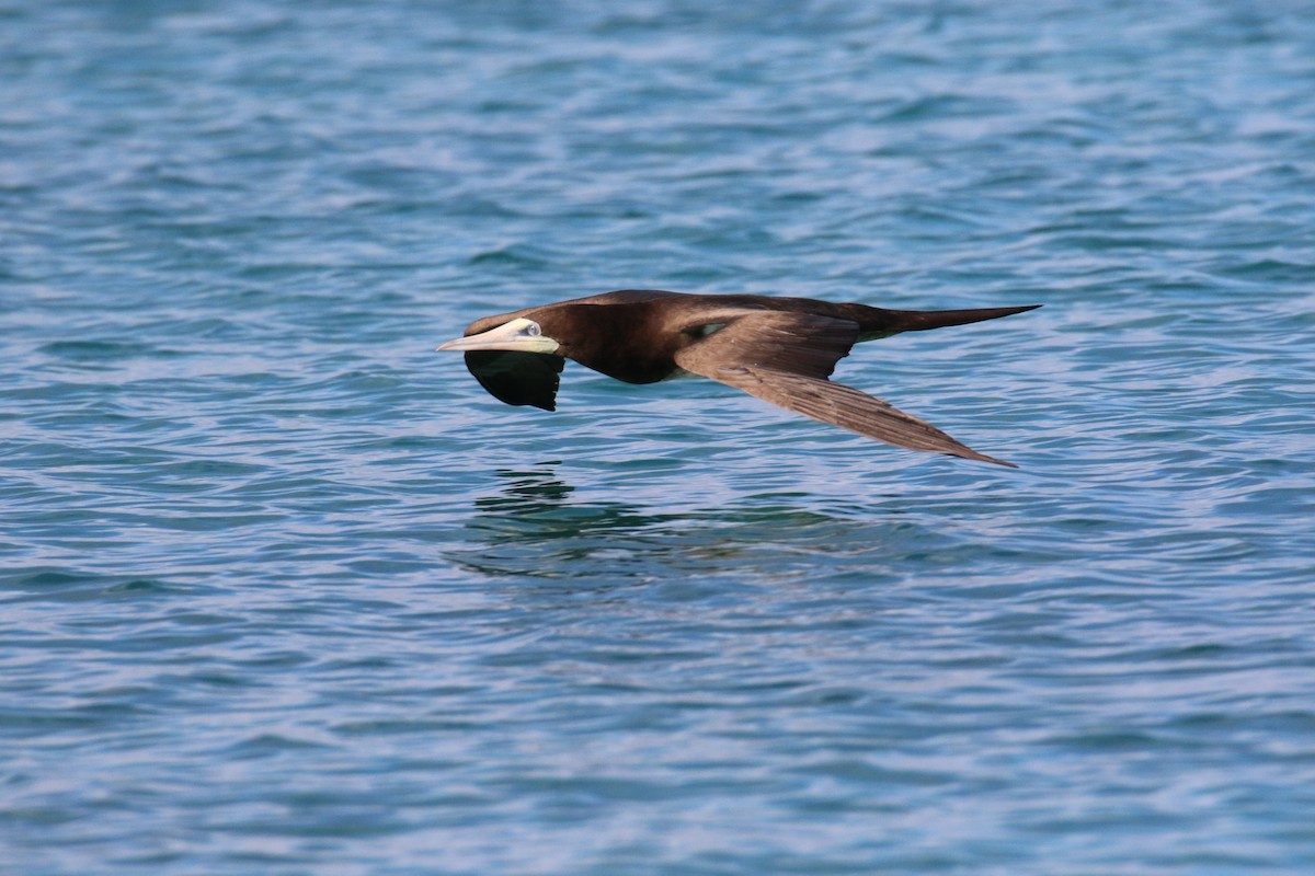 Brown Booby - ML508813951