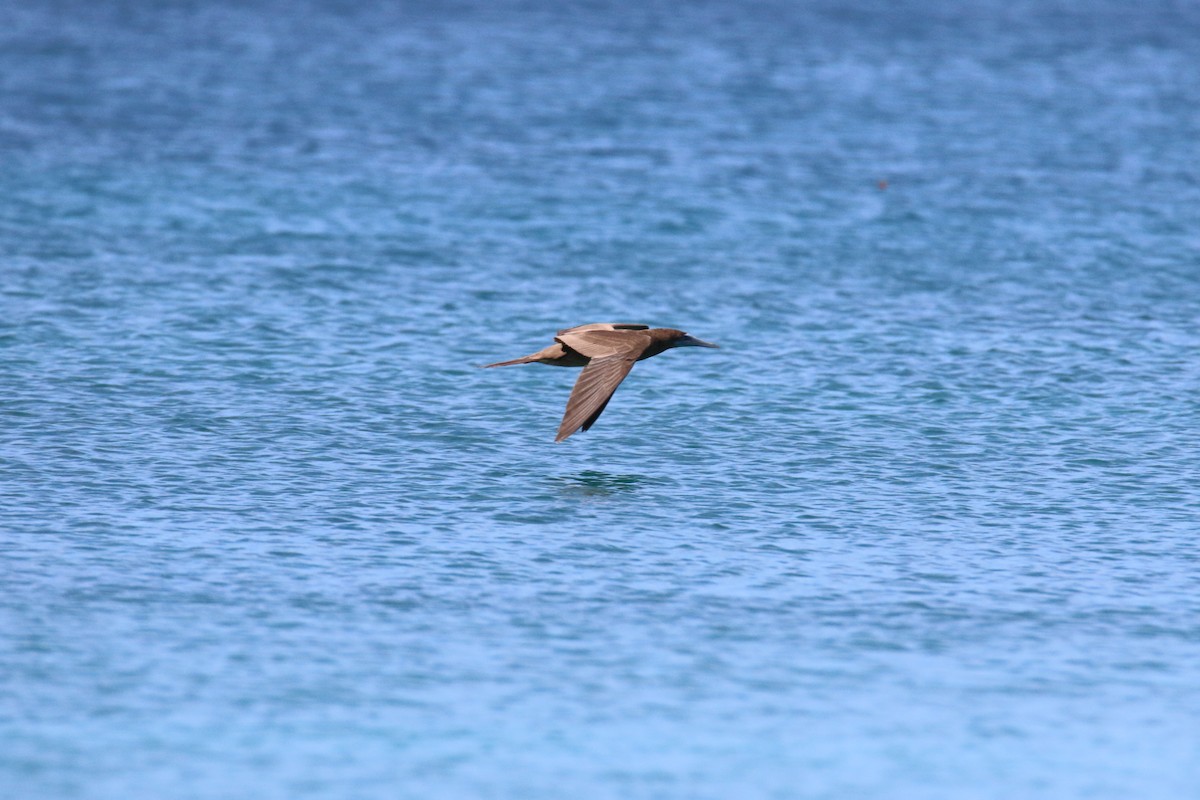 Brown Booby - ML508813961