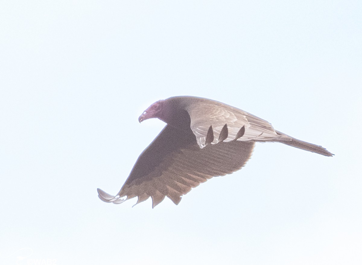 Turkey Vulture - ML508814301