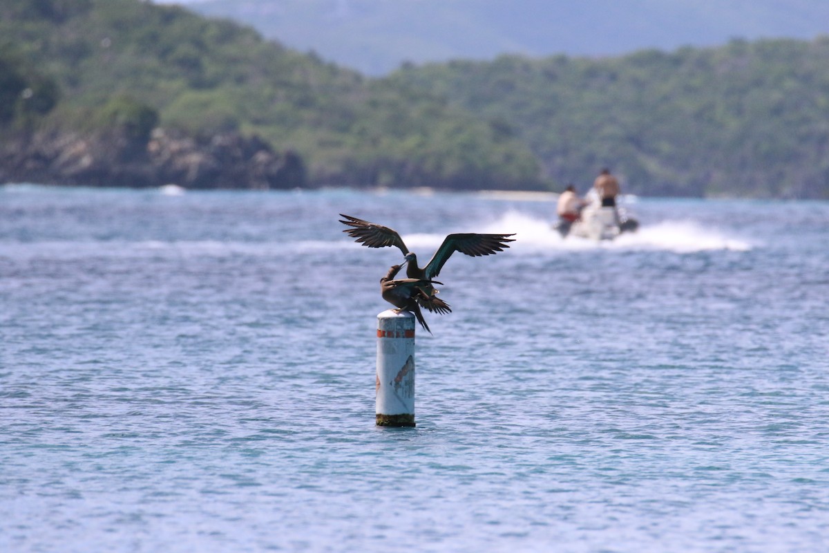 Brown Booby - ML508814381