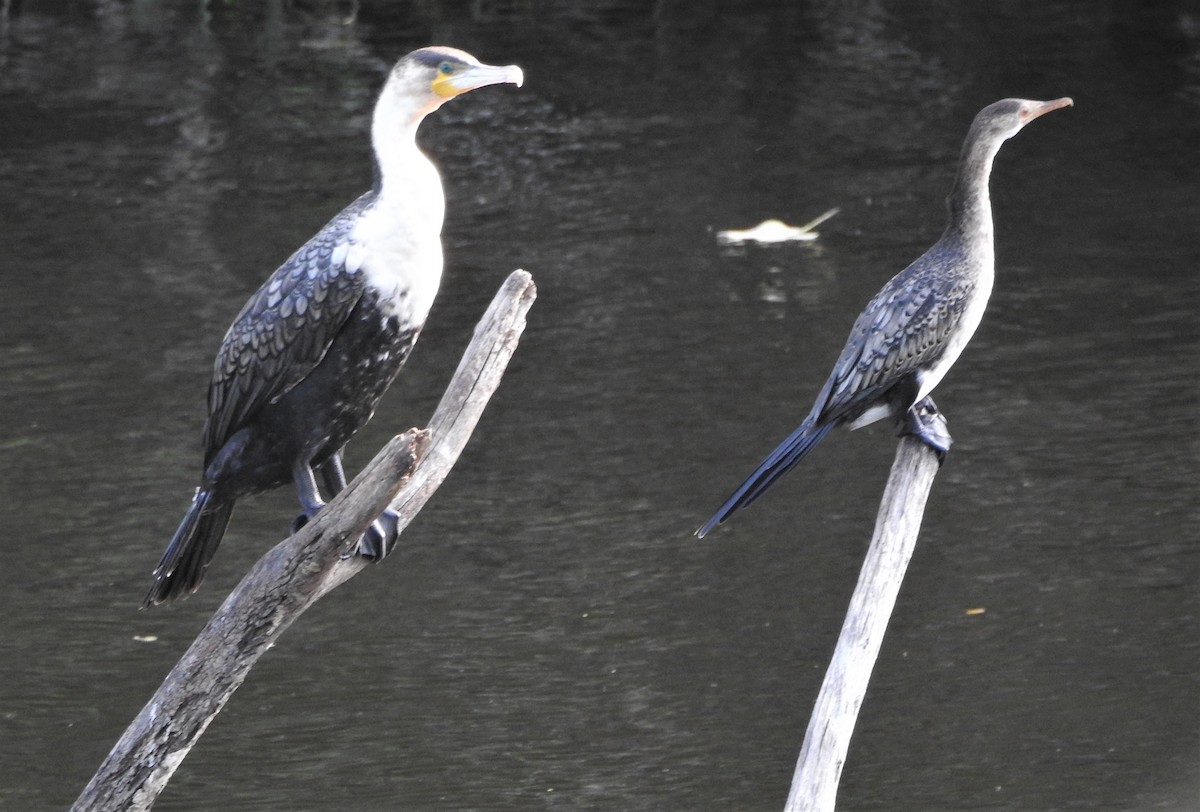 Long-tailed Cormorant - ML508814811