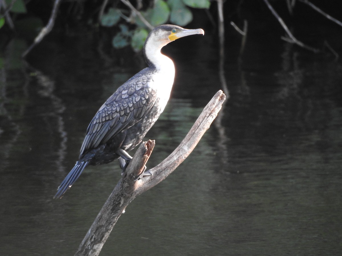 Great Cormorant (White-breasted) - ML508814911