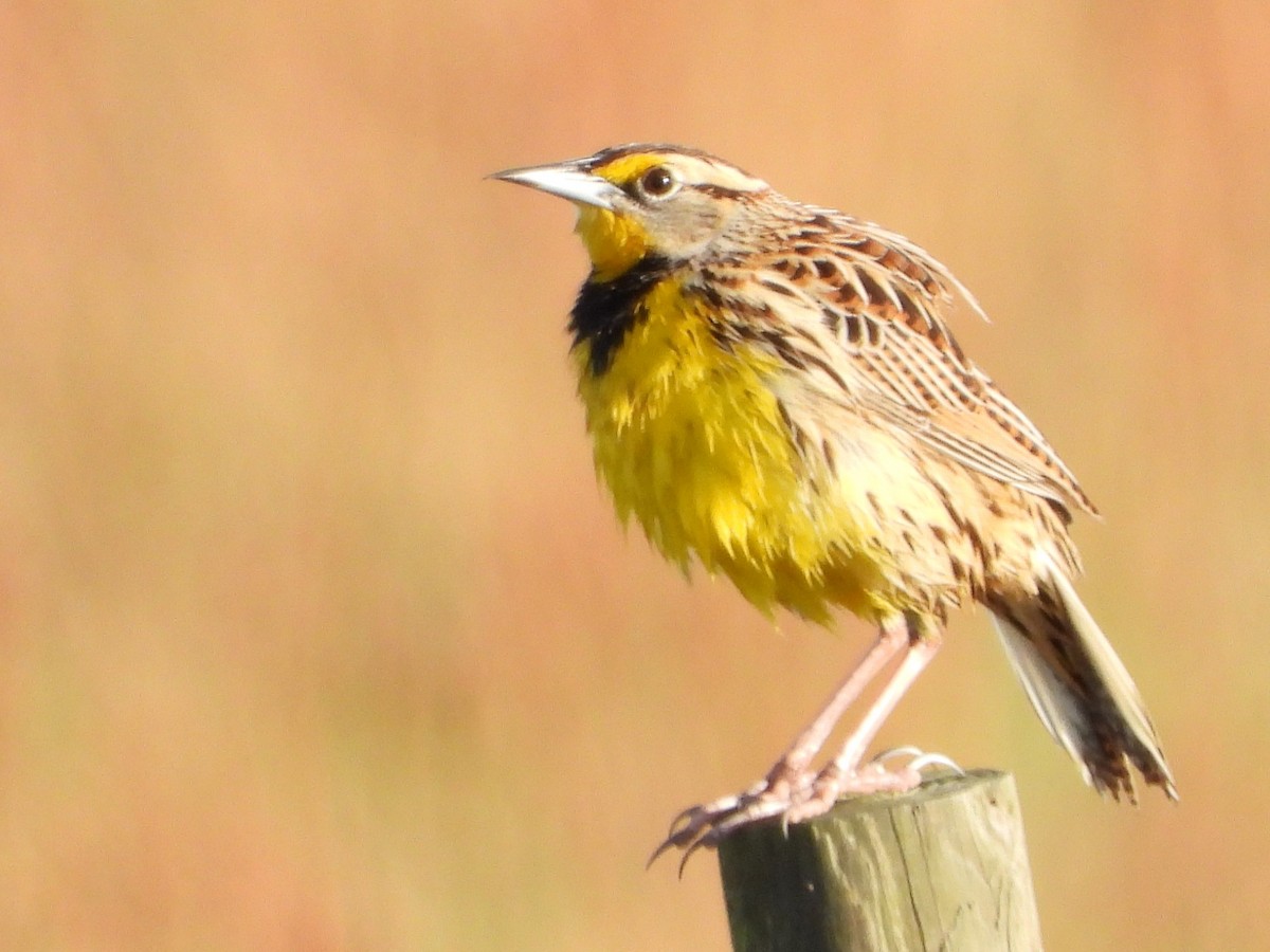 Eastern Meadowlark - ML508815421