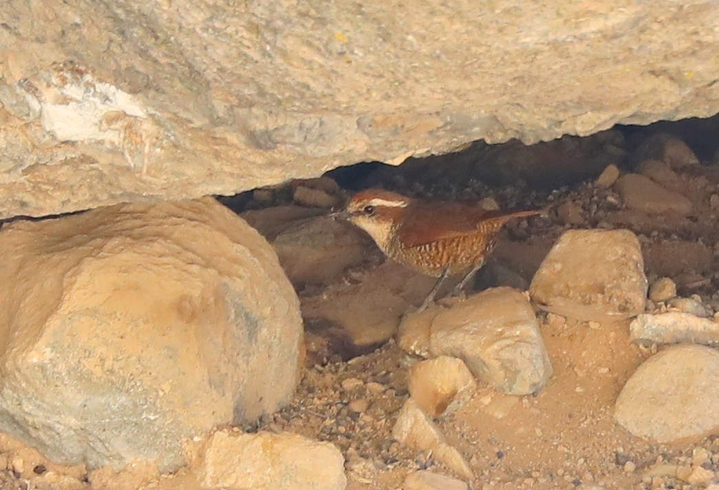 Tapaculo Gorjiblanco - ML508815481