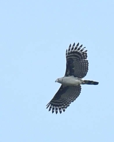 Gray-headed Kite - ML508815711