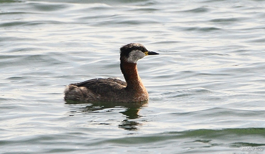 Red-necked Grebe - Marc Roca