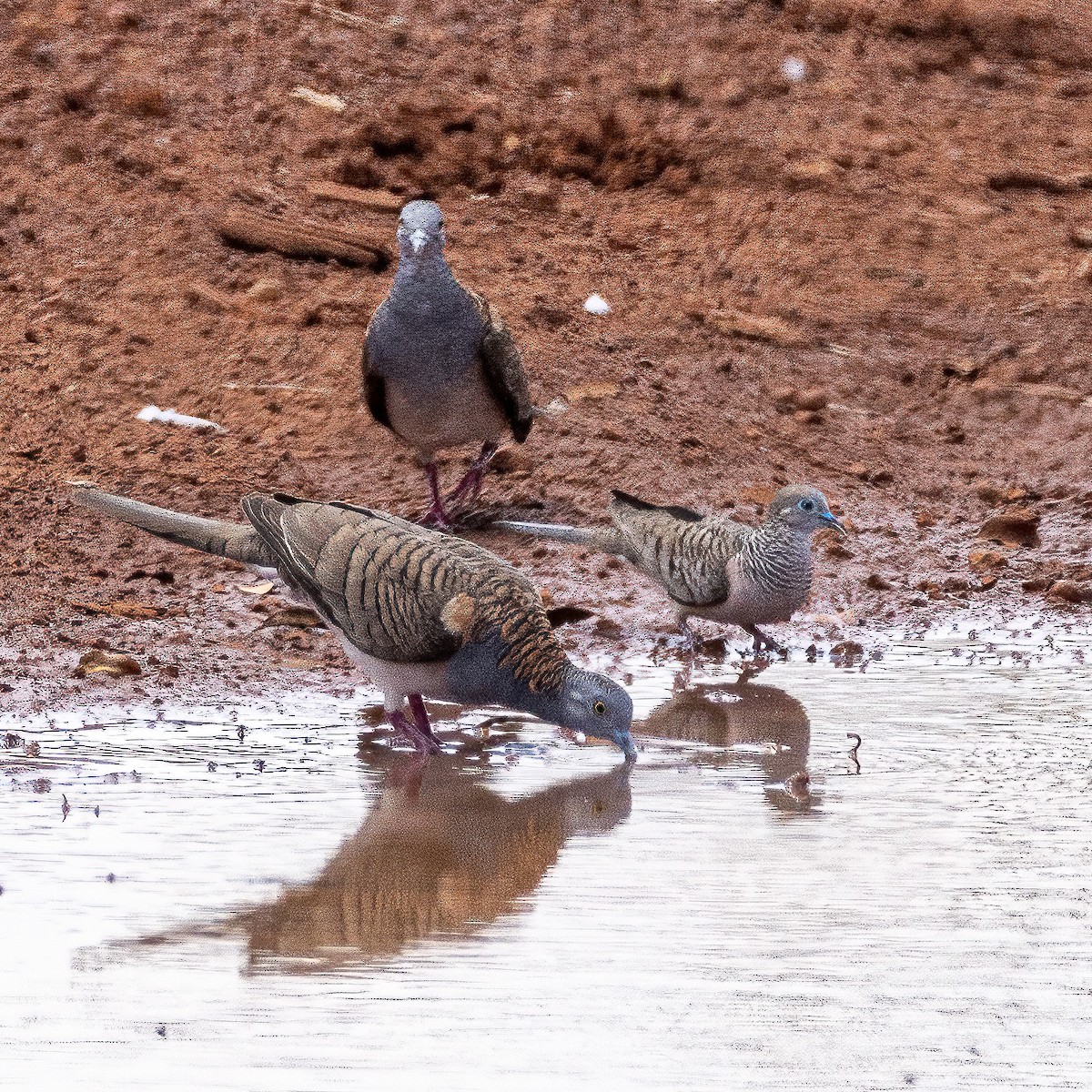 Bar-shouldered Dove - ML508816551