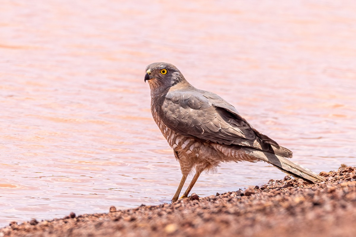 Collared Sparrowhawk - Martine Stolk