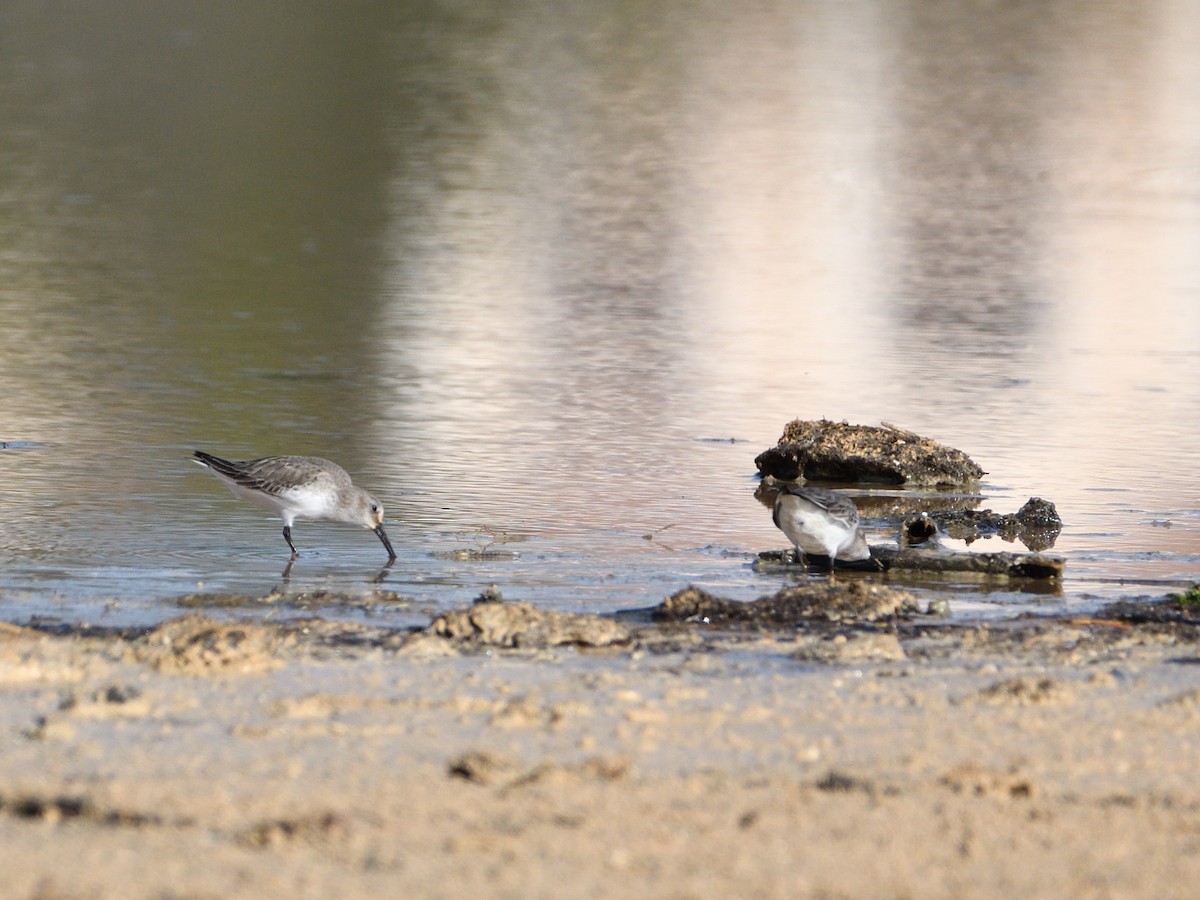 Dunlin - Manuel Espenica