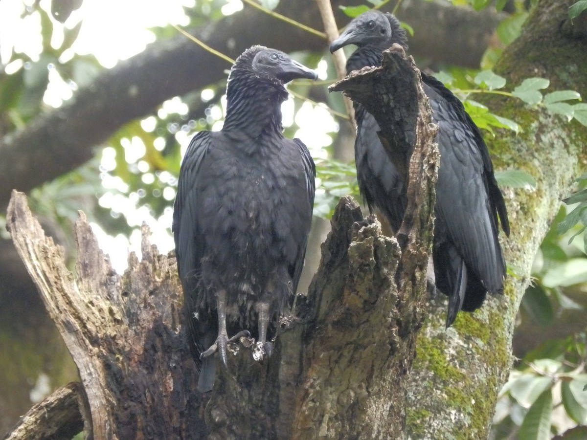 Black Vulture - Edouard Paiva