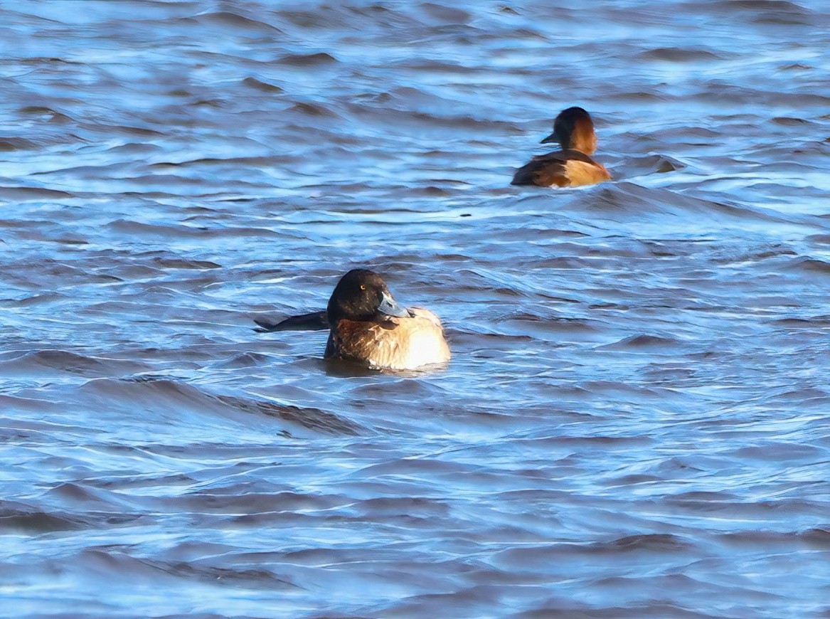 Greater Scaup - ML508817361