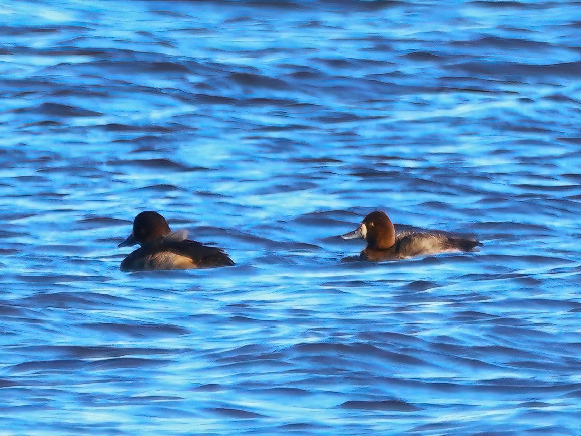 Greater Scaup - ML508817651