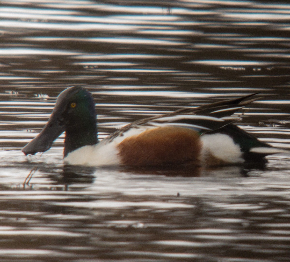 Northern Shoveler - ML508818241