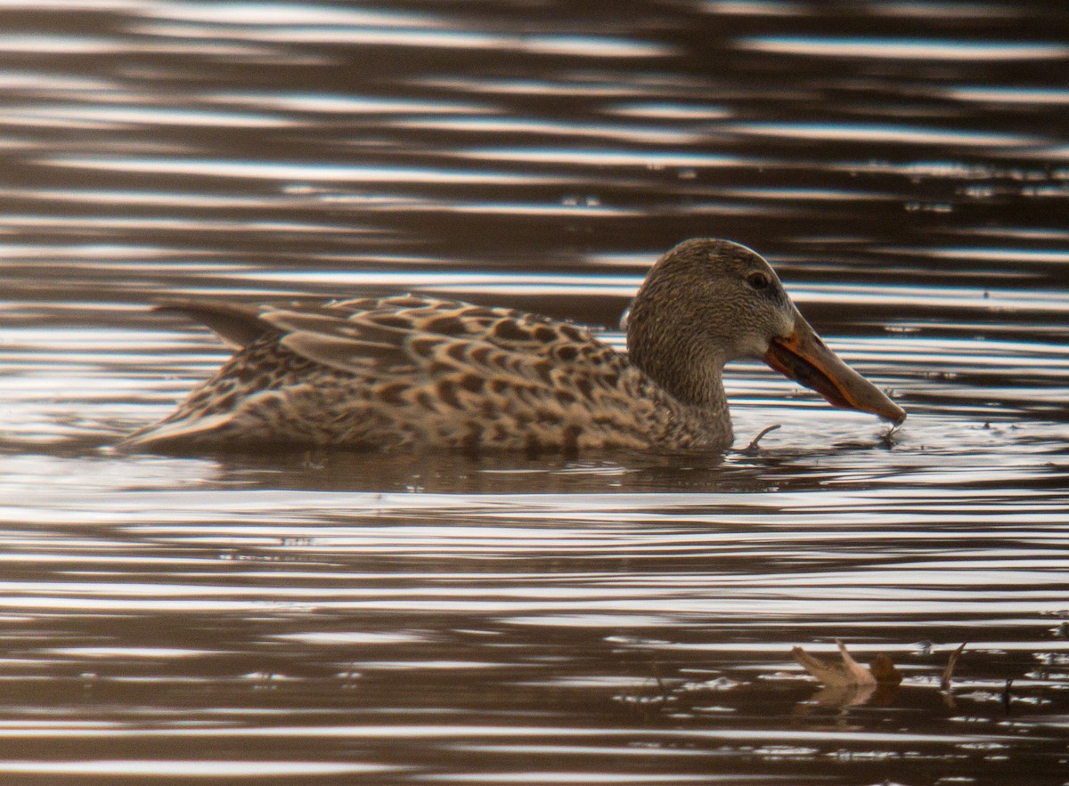 Northern Shoveler - ML508818251