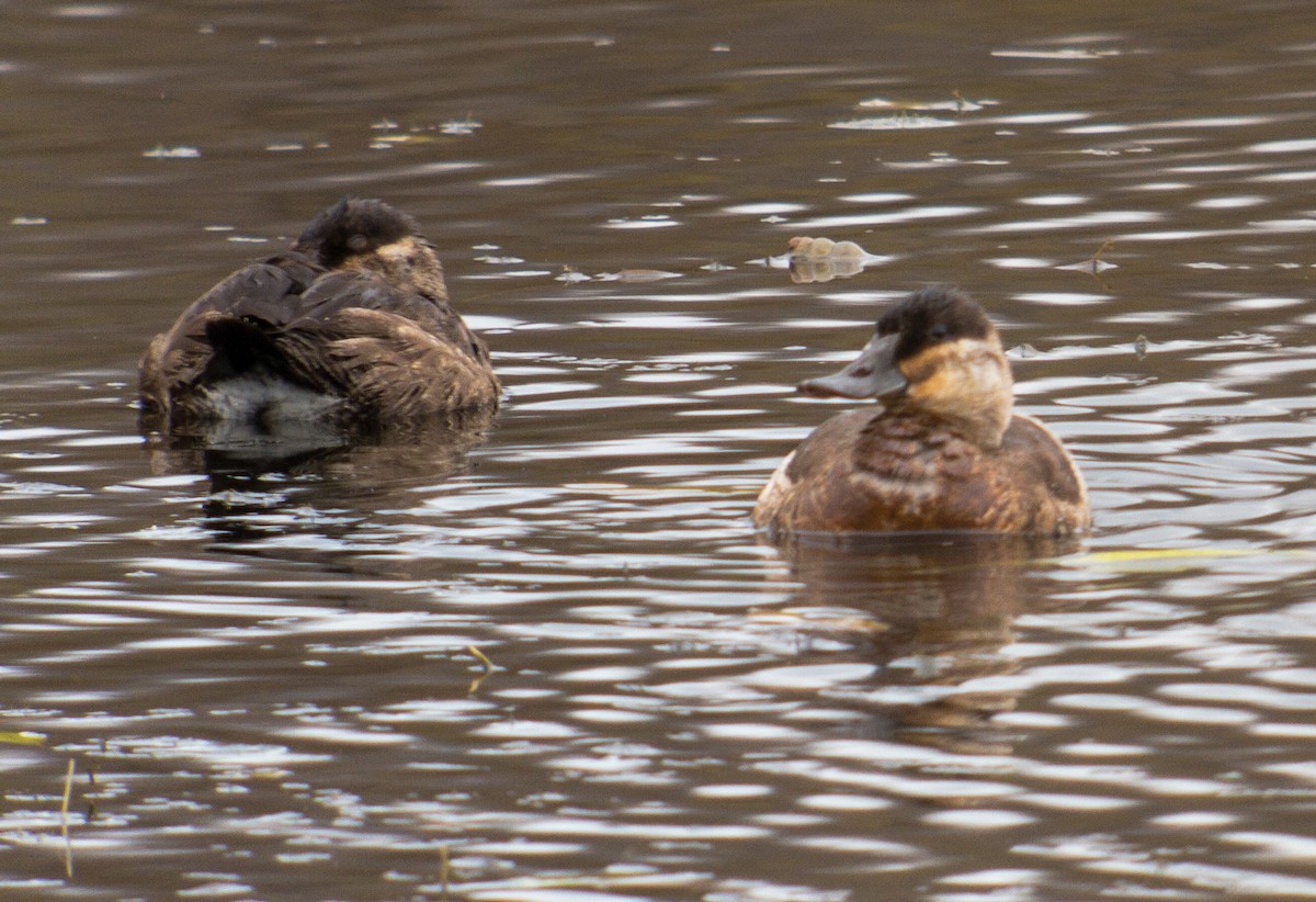 Ruddy Duck - ML508818351