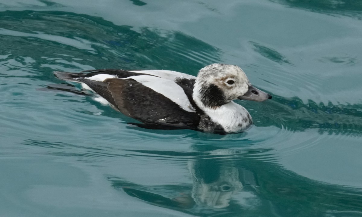 Long-tailed Duck - Thane Pratt