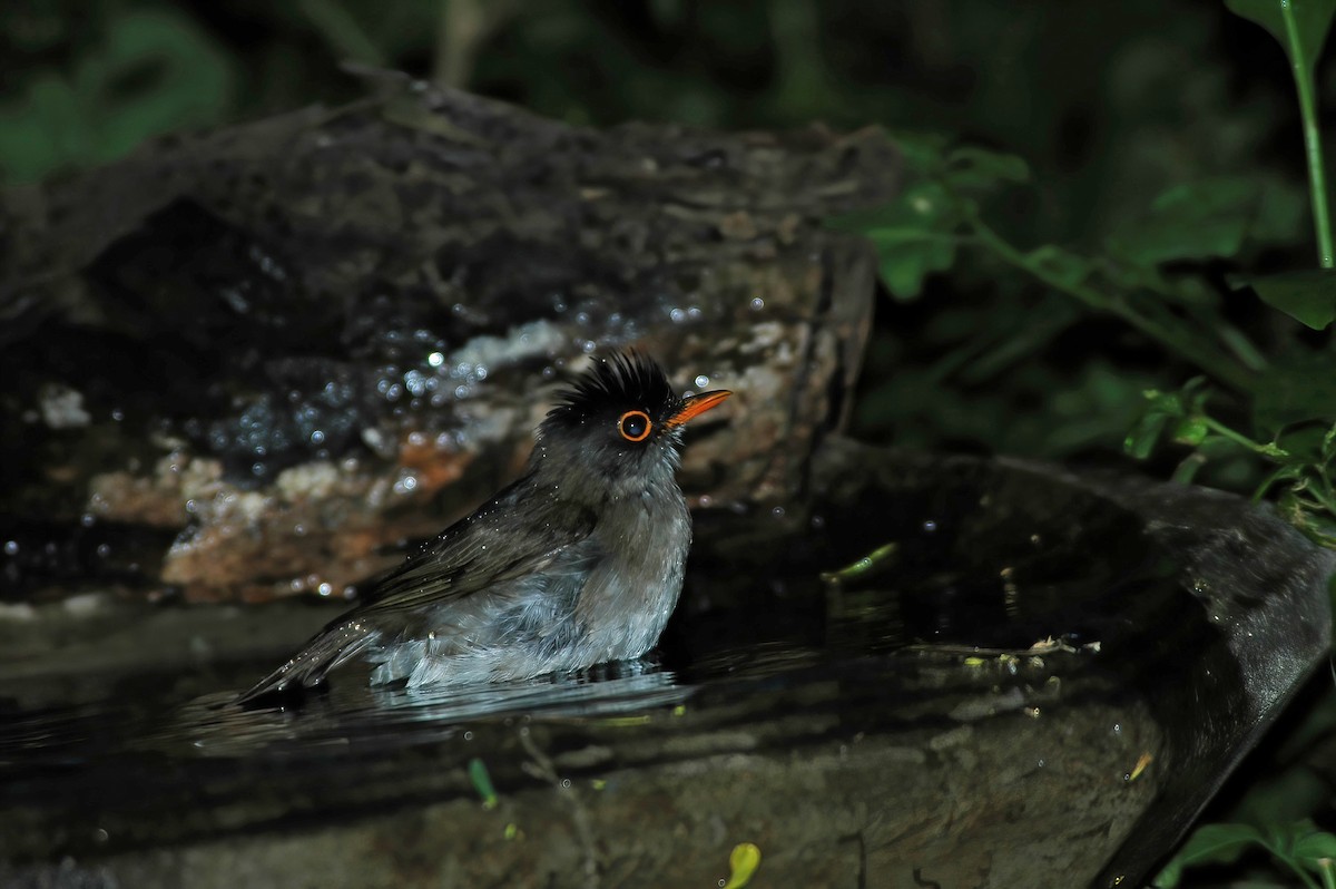 Black-headed Nightingale-Thrush - ML508820351