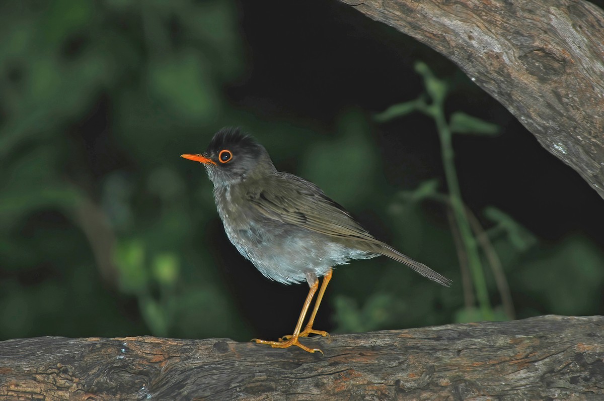 Black-headed Nightingale-Thrush - ML508820361