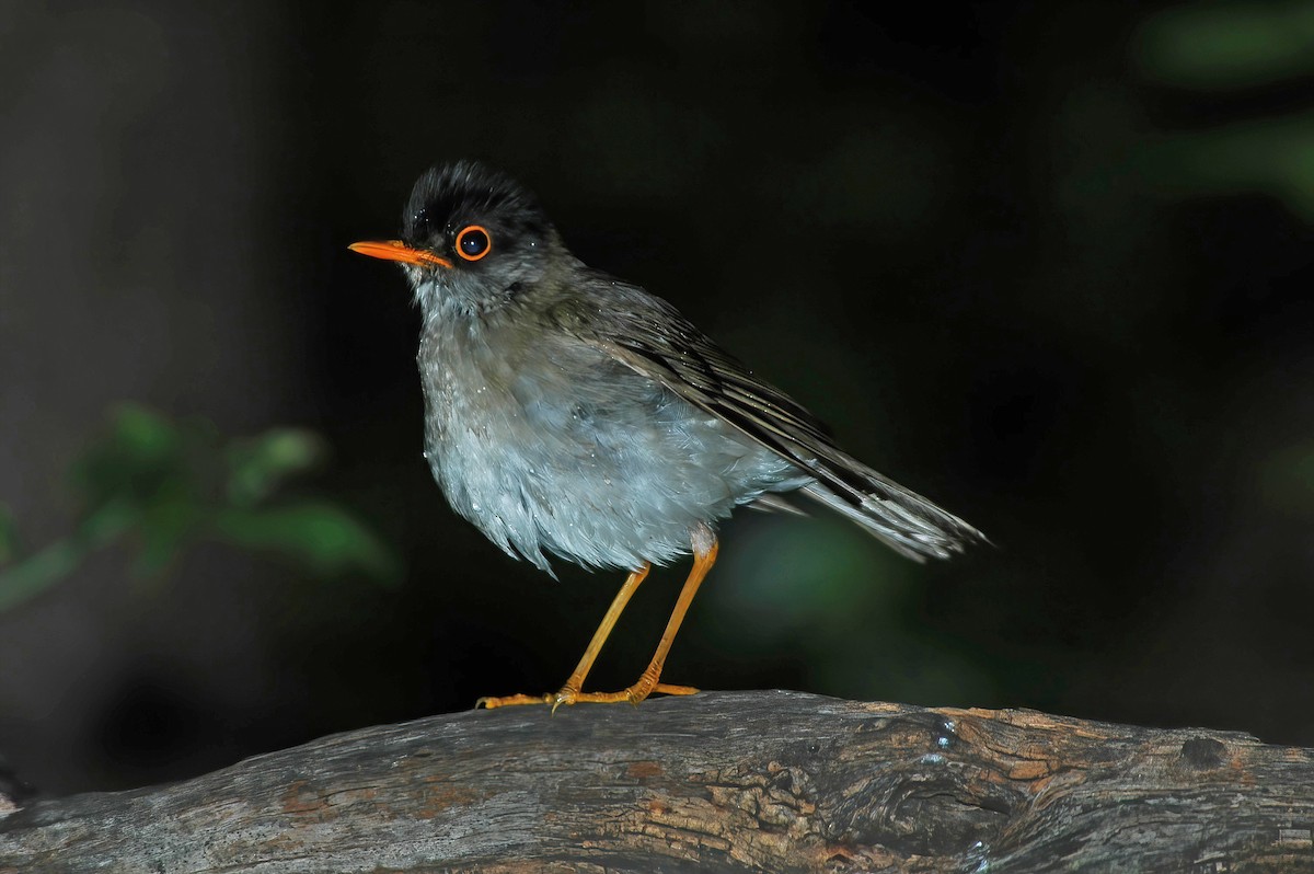 Black-headed Nightingale-Thrush - ML508820371