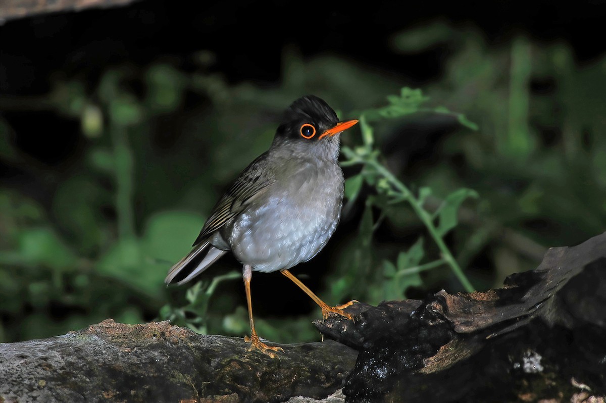 Black-headed Nightingale-Thrush - ML508820381