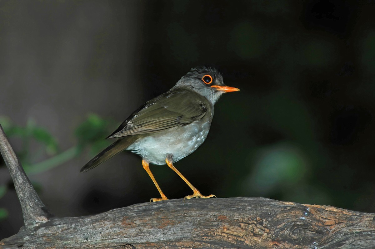 Black-headed Nightingale-Thrush - ML508820391