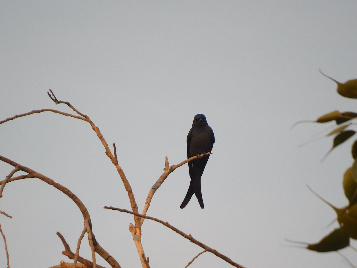 Kül Rengi Drongo - ML508820721