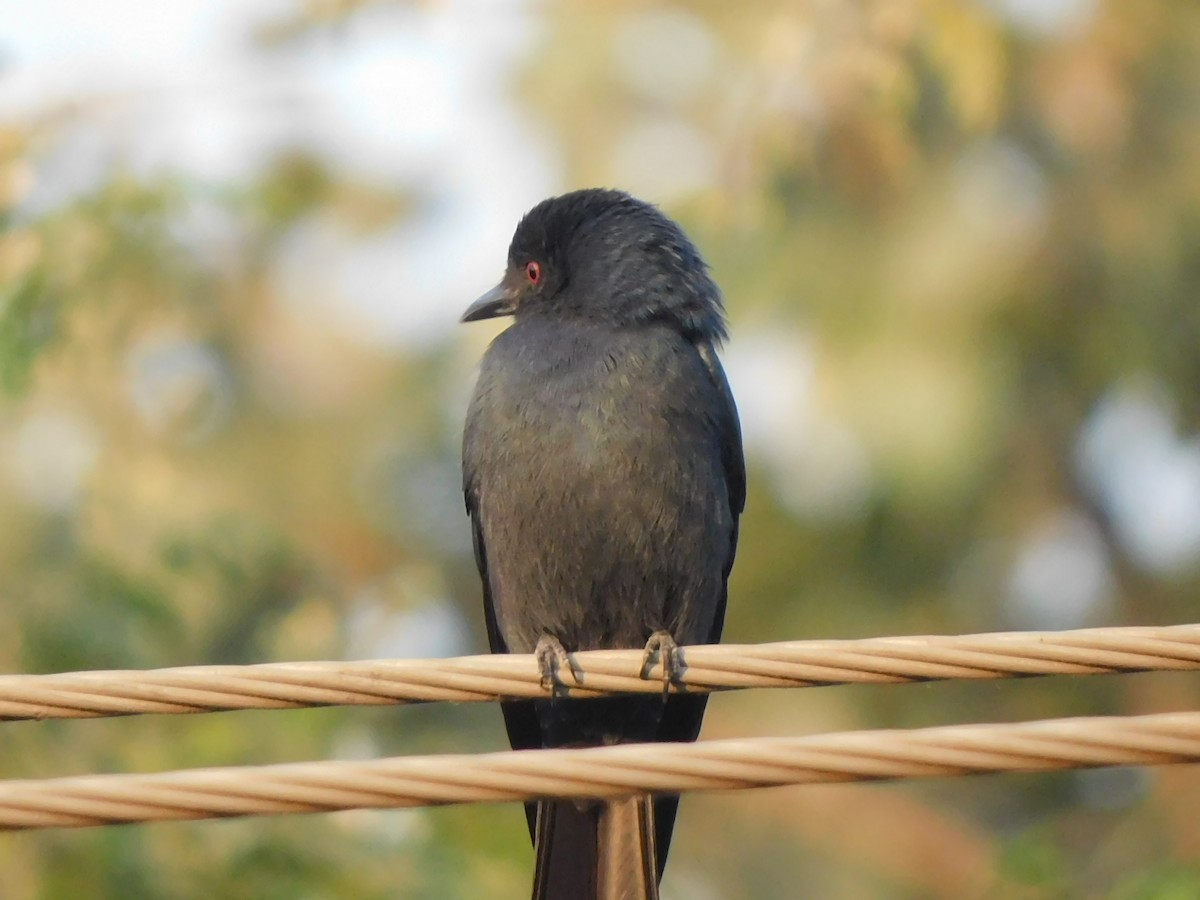 Kül Rengi Drongo - ML508821471