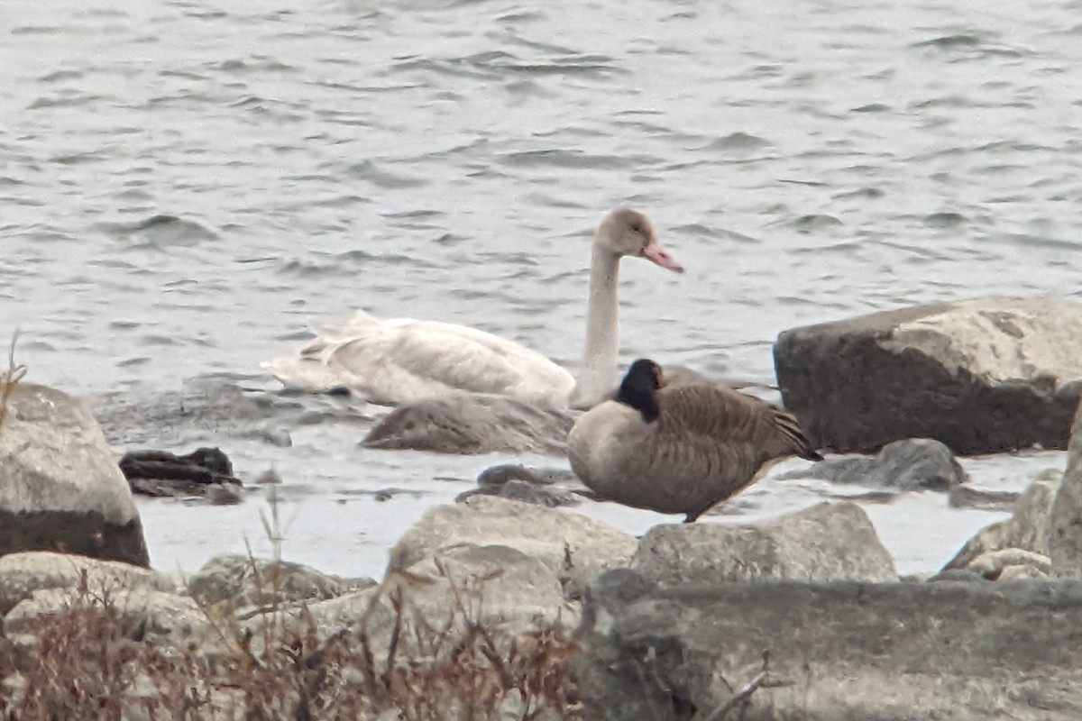 Tundra Swan - ML508823291