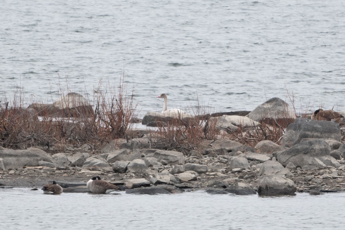 Tundra Swan - David Turgeon