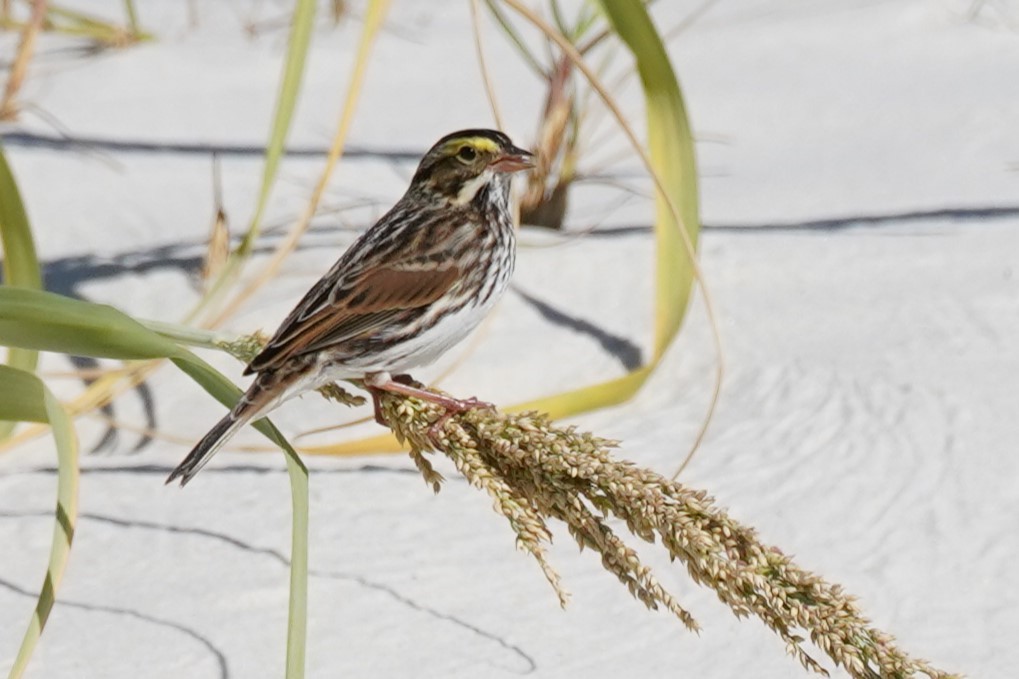 Savannah Sparrow - Ana Novak