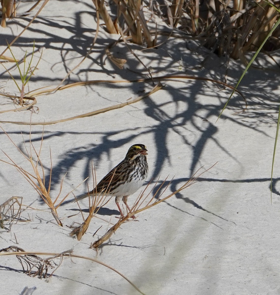 Savannah Sparrow - ML508823631