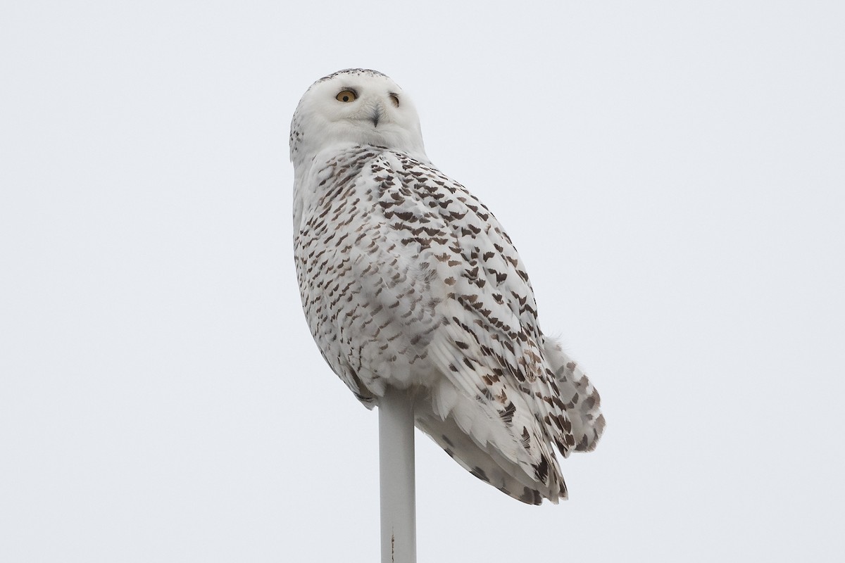 Snowy Owl - ML508823671
