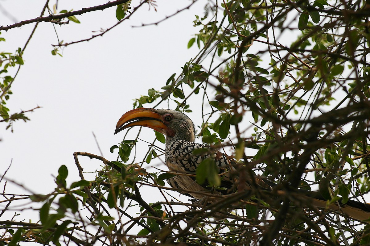 Southern Yellow-billed Hornbill - ML508824021