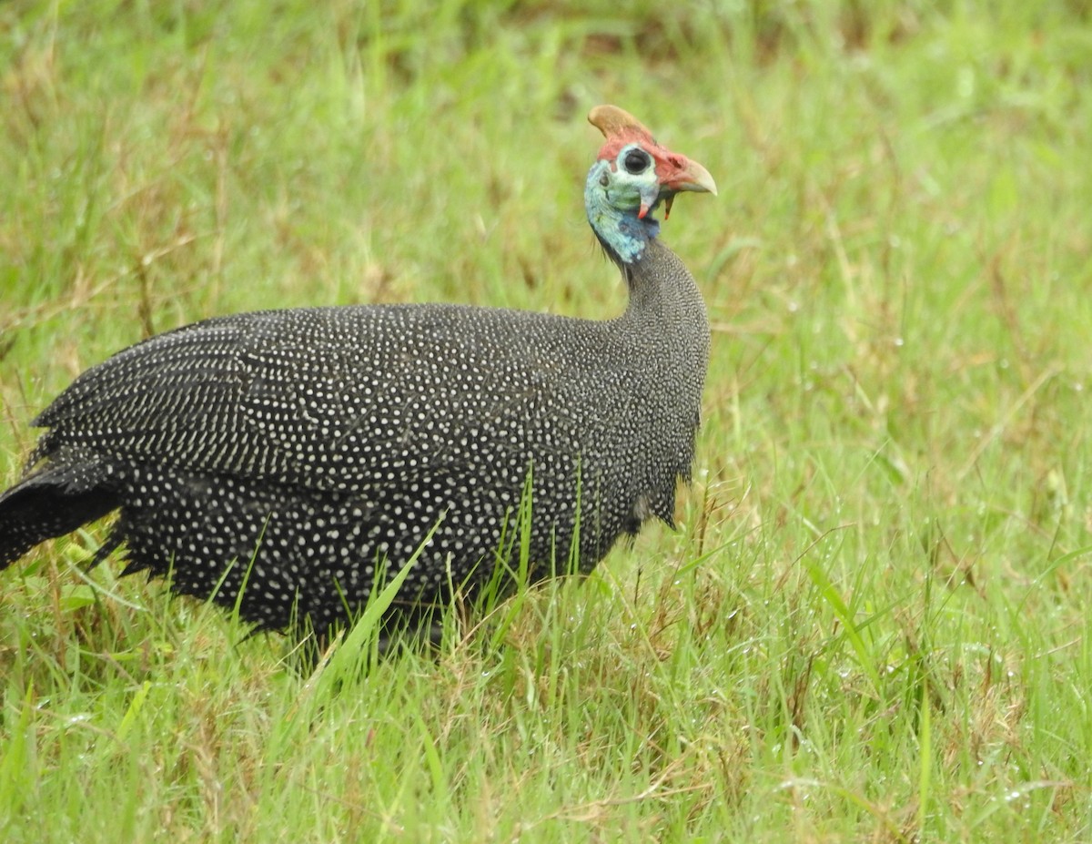 Helmeted Guineafowl (Tufted) - ML508826401