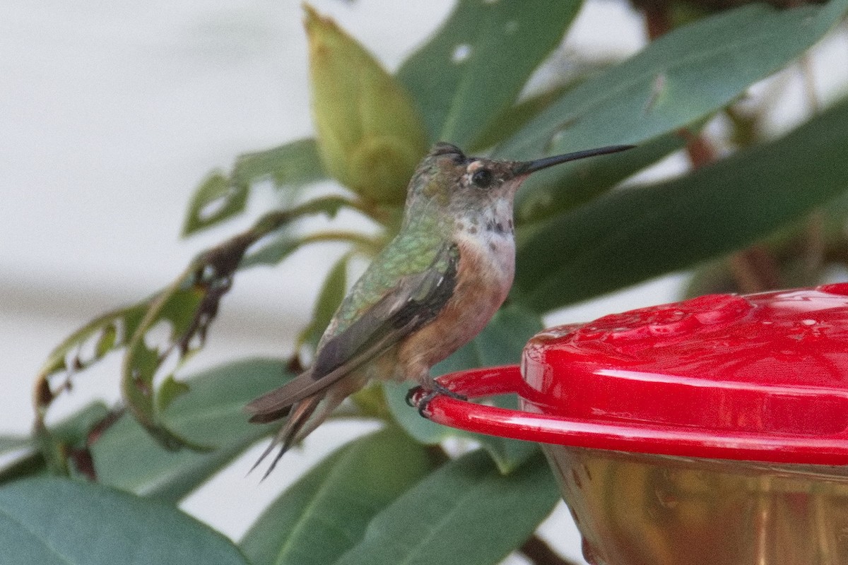Rufous Hummingbird - ML508826971